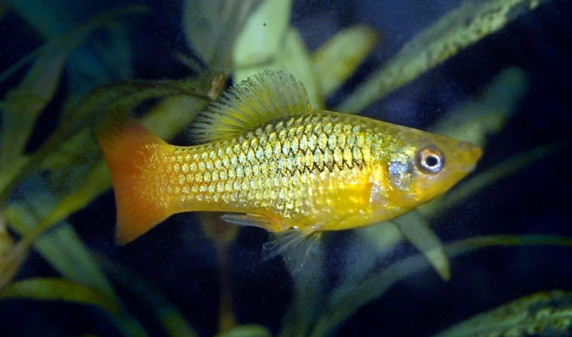 Ejemplar de Xiphophorus variatus