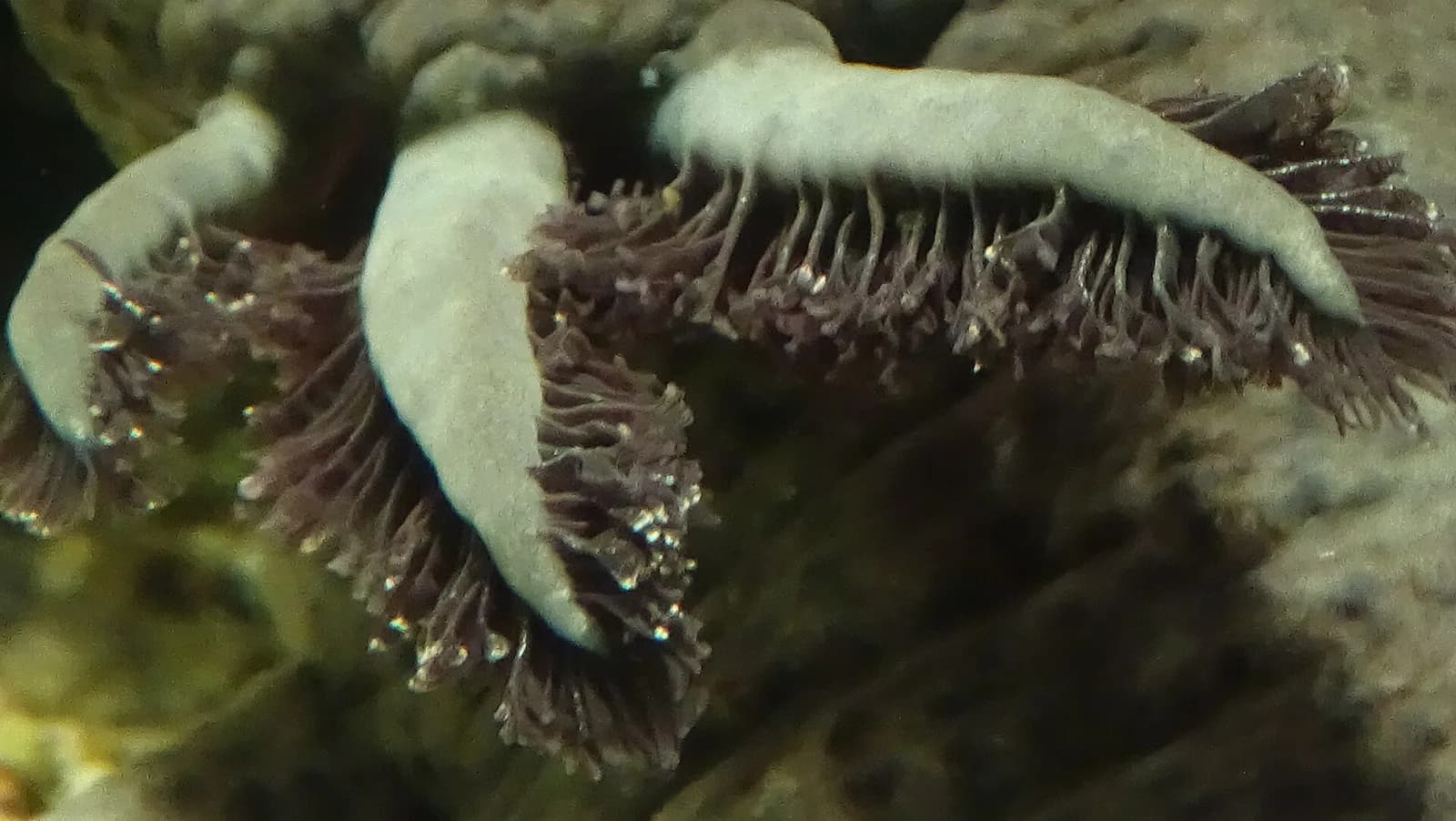 Ajolote adulto de cuerpo completo apoyado en el fondo de un acuario
