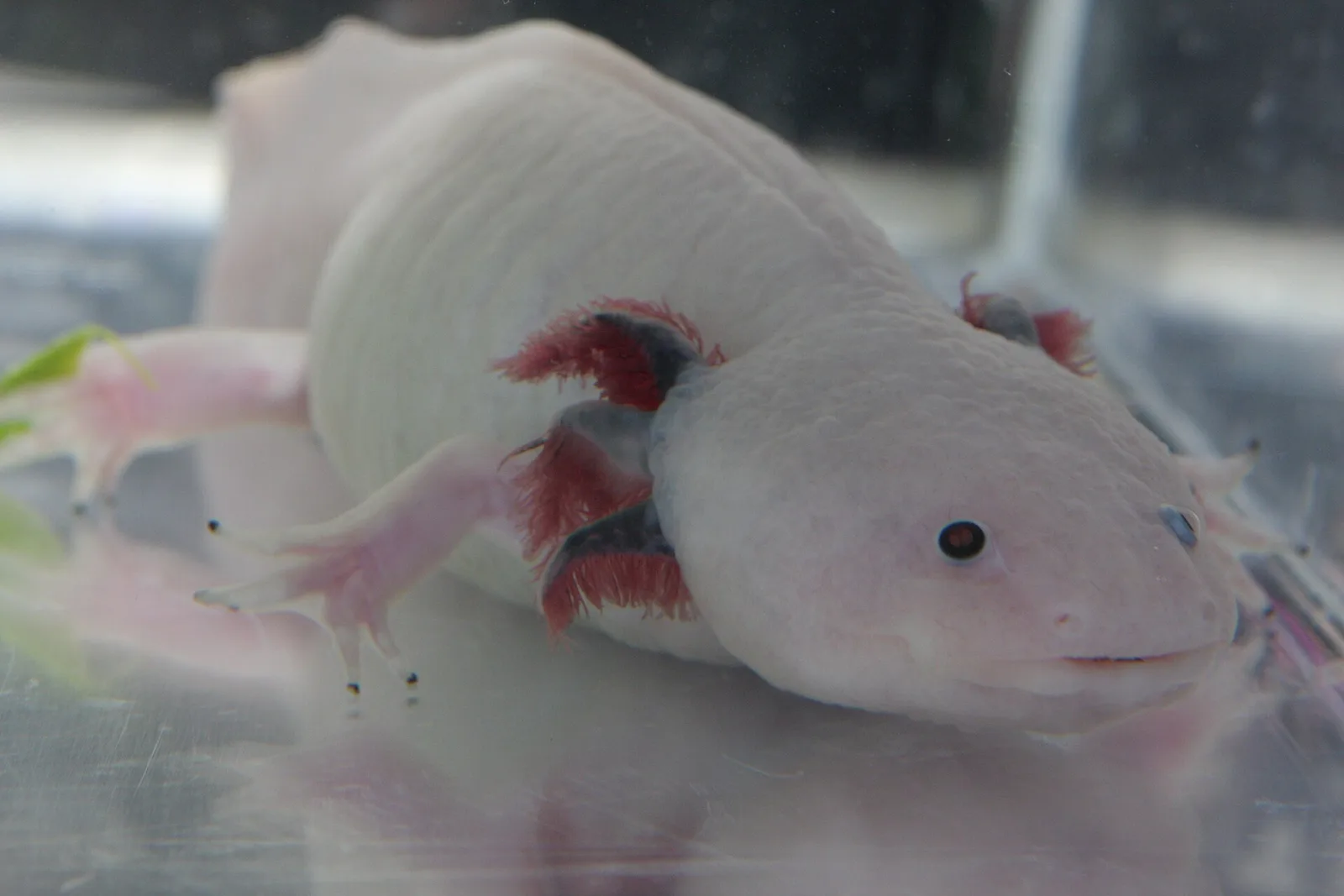 Ajolote leucístico de cuerpo blanco rosado y branquias rojas, visto de frente en un acuario