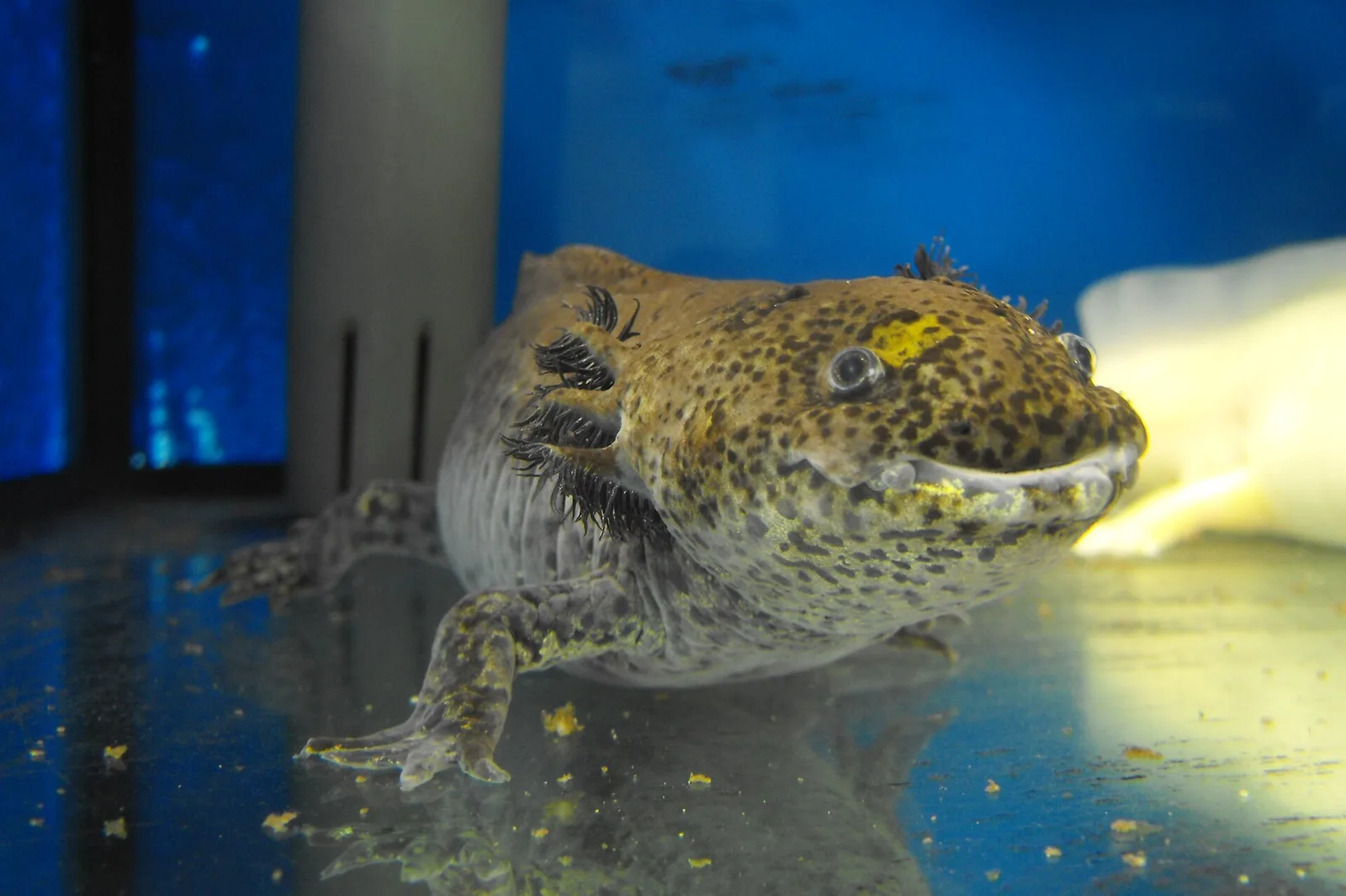 Ajolote de fenotipo salvaje con la boca cerrada, apoyado sobre el fondo claro de un acuario