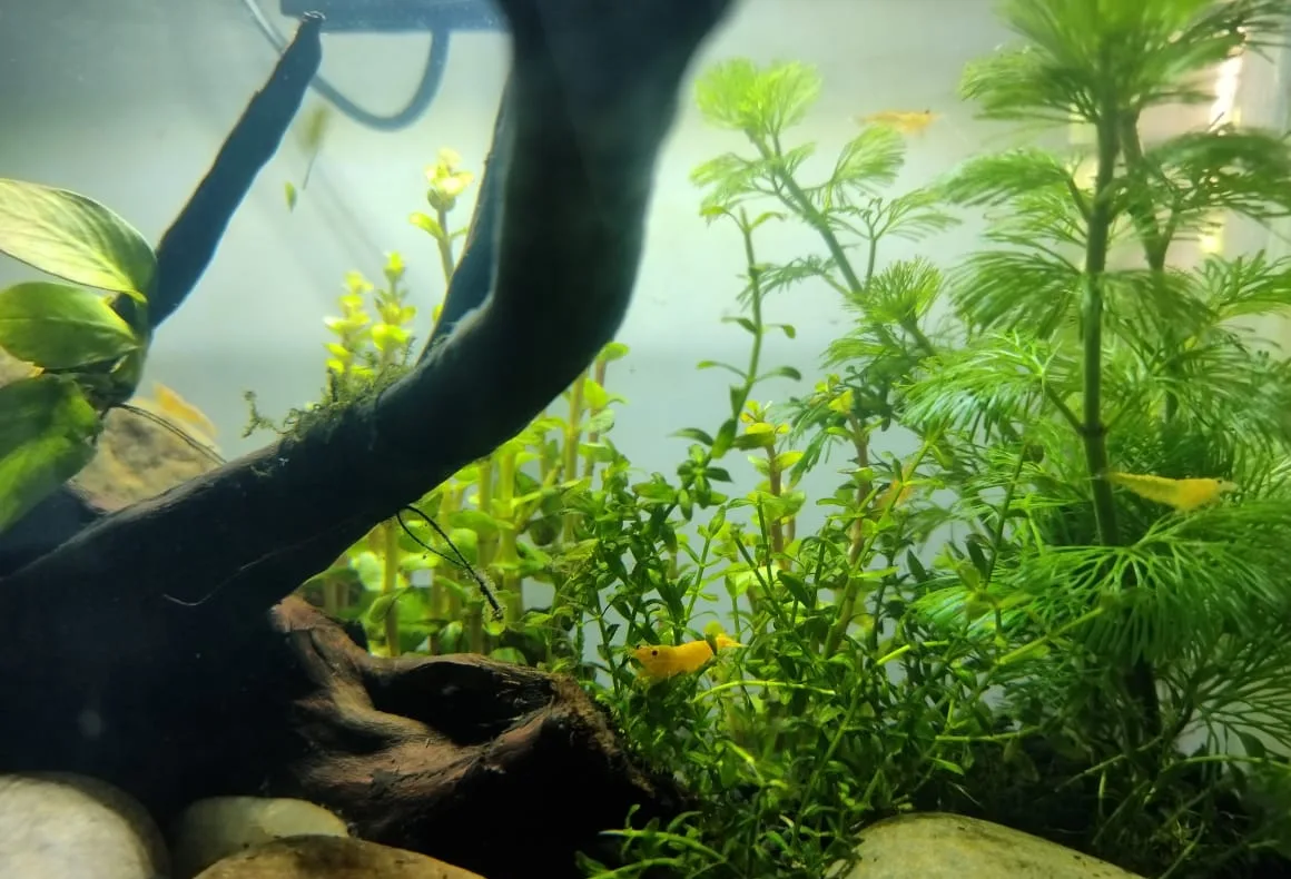 Acuario plantado con variedad de especies y gambas neocaridina