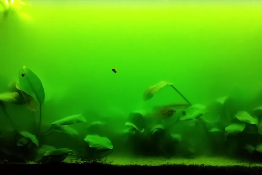 Agua verde por un bloom de algas microscópicas en un acuario de agua dulce