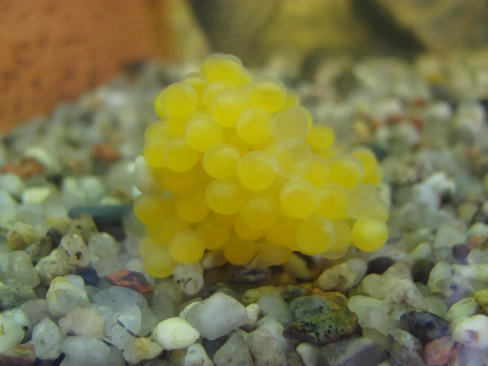 Racimo de huevos anaranjados de ancistrus adheridos dentro de la cueva de puesta