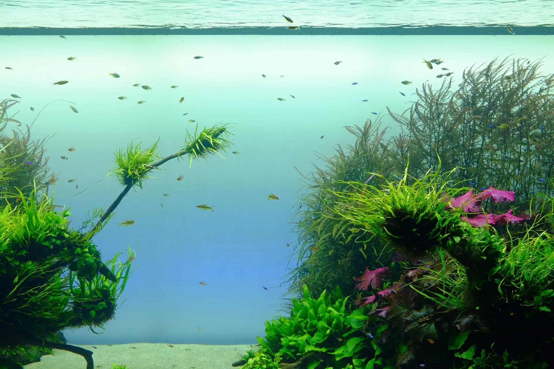 Acuario plantado (acuascape) con vegetación densa, ejemplo de lo que se puede montar en casa
