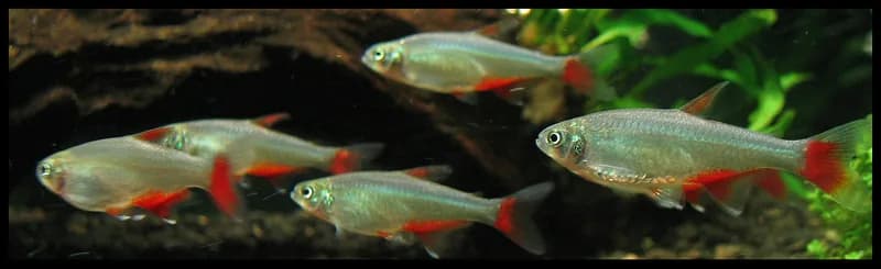 Ejemplar de Aphyocharax anisitsi, el tetra aleta de sangre