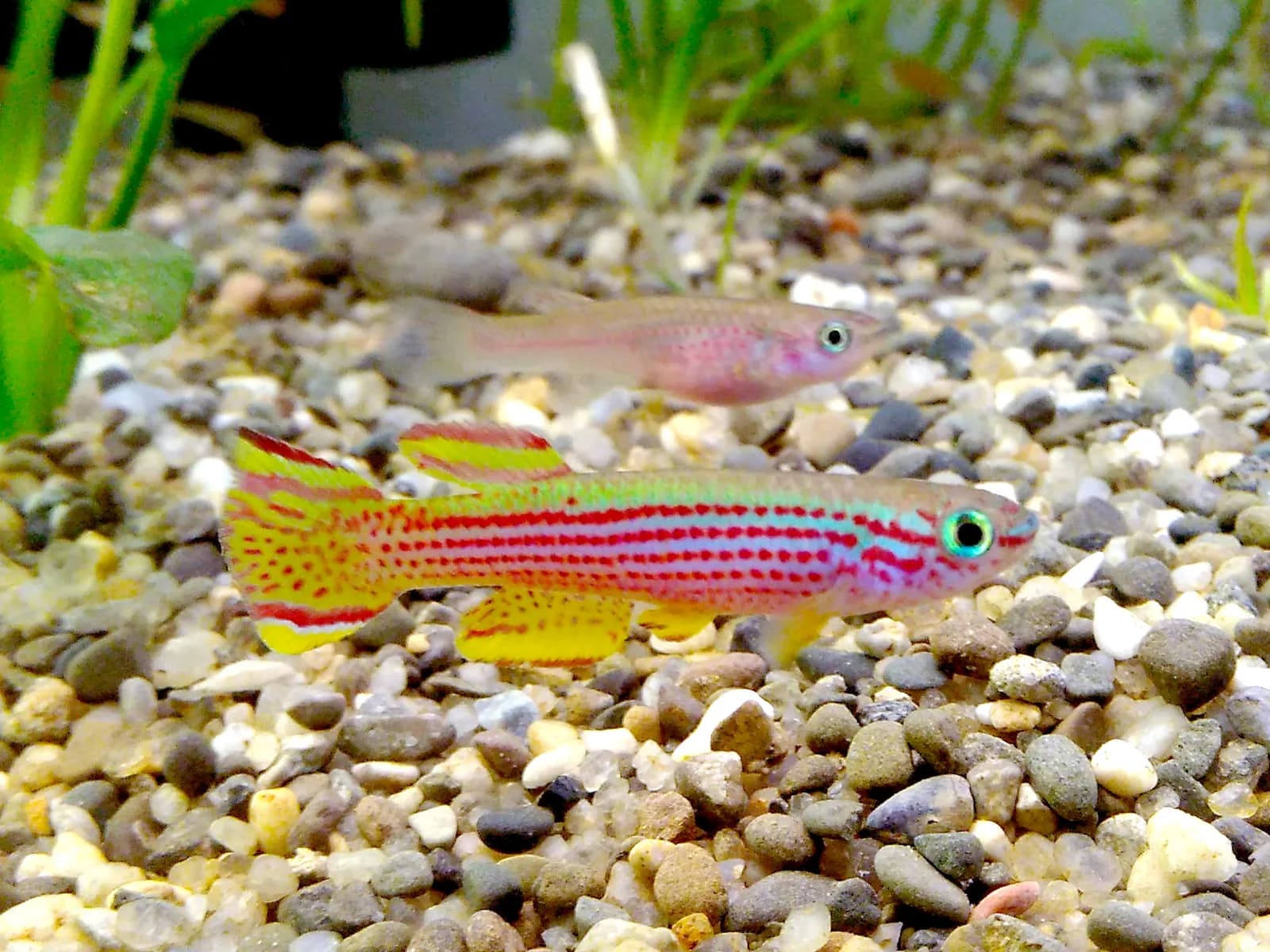 Pareja de Aphyosemion striatum, macho con líneas rojas y hembra