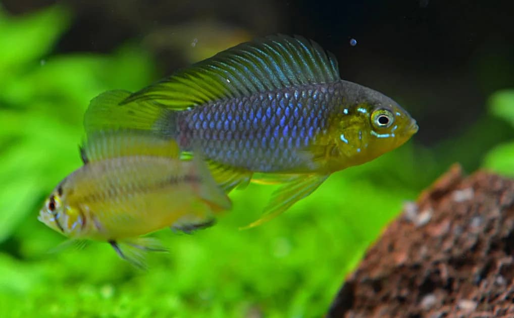 Macho de Apistogramma borellii mostrando la aleta dorsal