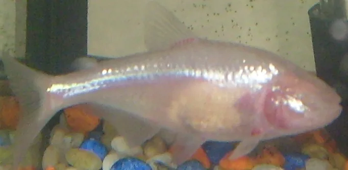 Primer plano de un tetra ciego de las cavernas (Astyanax mexicanus)