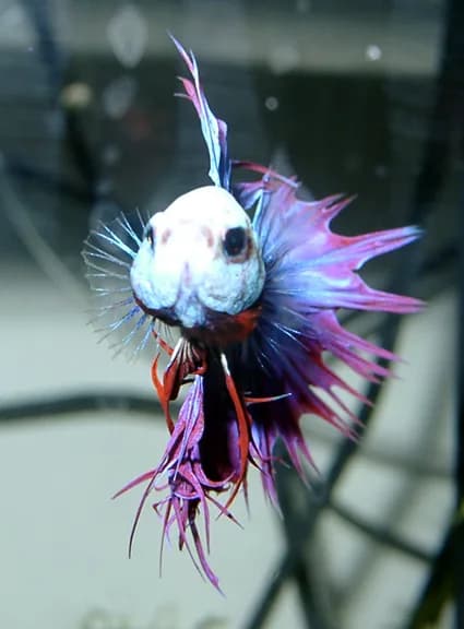 Betta splendens, un macho de aletas largas y carácter territorial