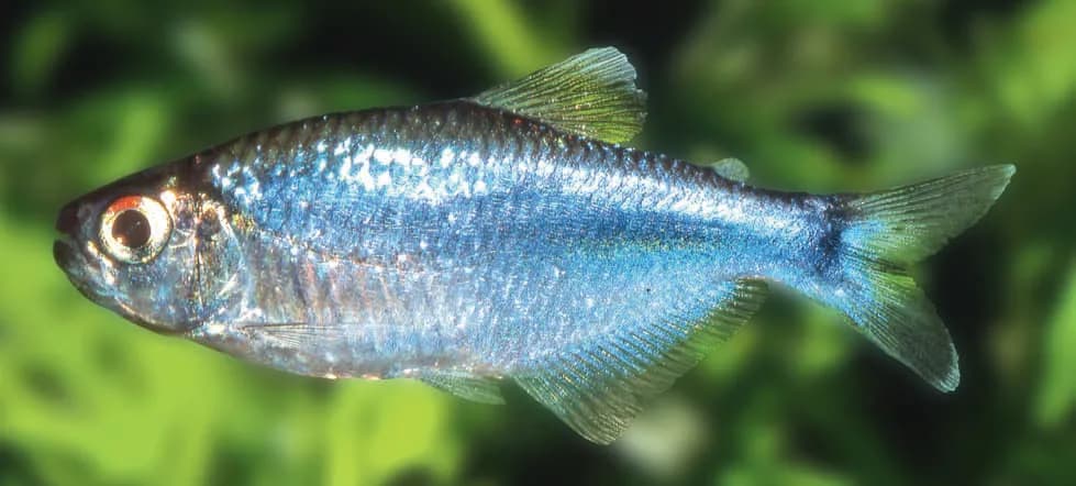 Ejemplar vivo de Boehlkea fredcochui (tetra azul)