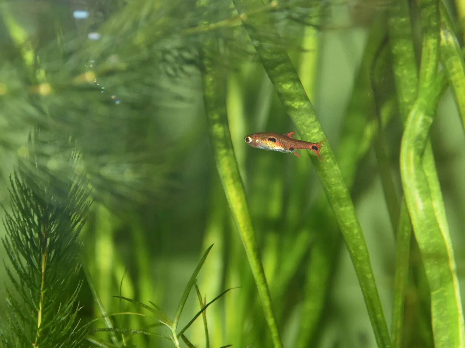 Ejemplar de Boraras maculatus (rasbora enana)