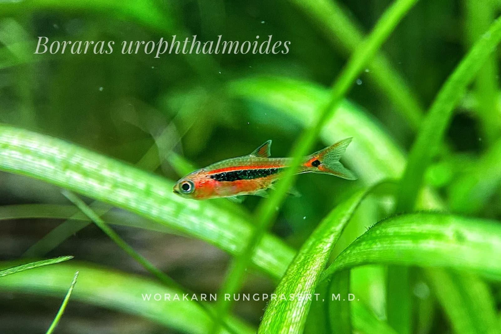 Ejemplar de Boraras urophthalmoides fotografiado en Tailandia