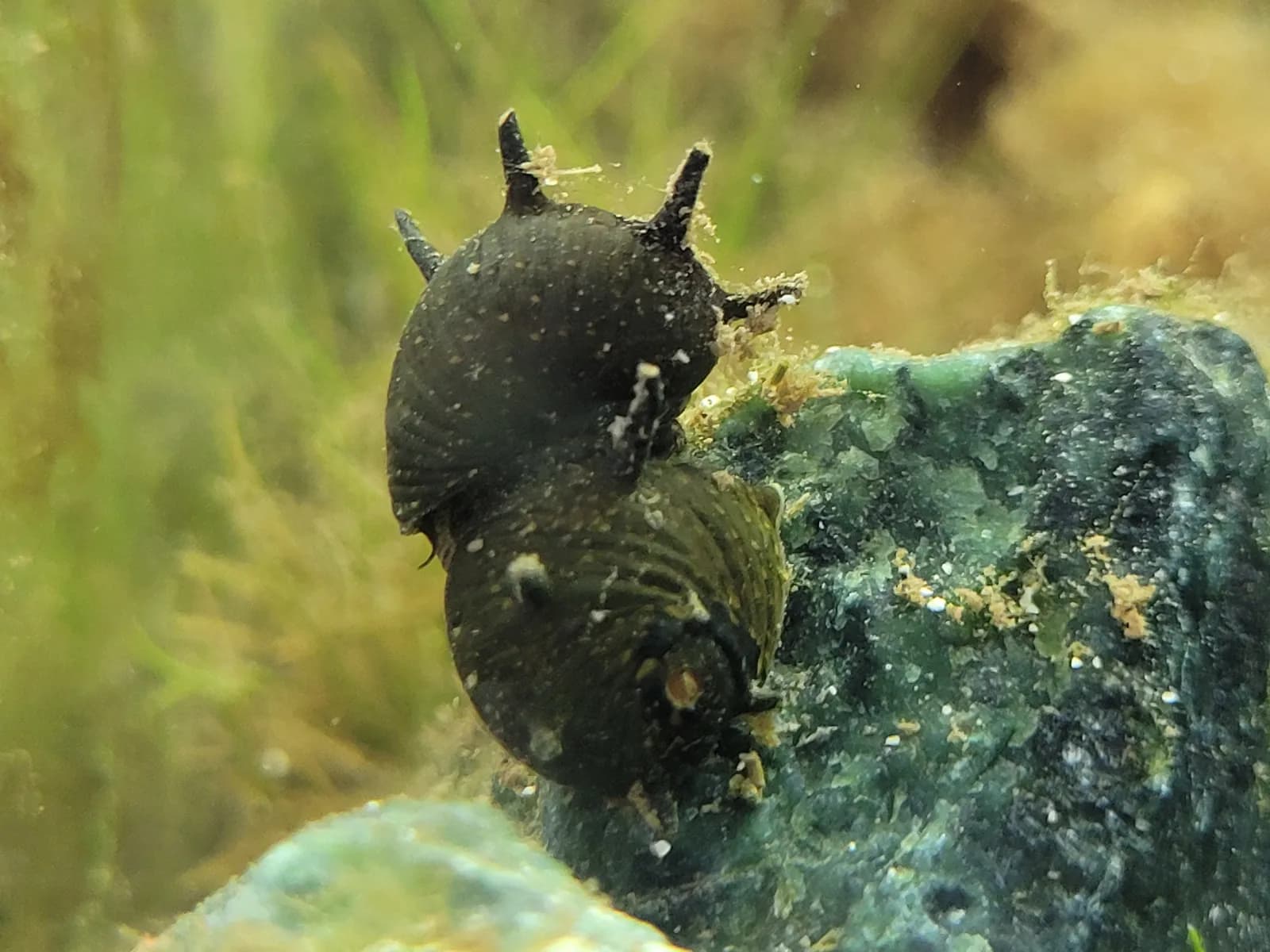 Clithon corona, caracol nerita con cuernos, procedente de Filipinas