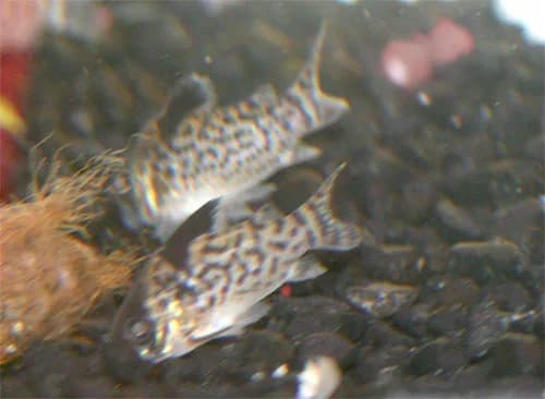 Ejemplar de Corydoras leucomelas con la mancha negra de la aleta dorsal