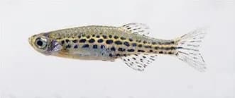 Ejemplar de Danio tinwini mostrando sus hileras de puntos dorados