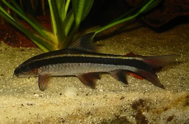 Epalzeorhynchos kalopterus, tiburón zorro, con sus aletas de borde blanco