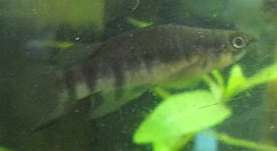Ejemplar de Epiplatys dageti nadando cerca de la superficie