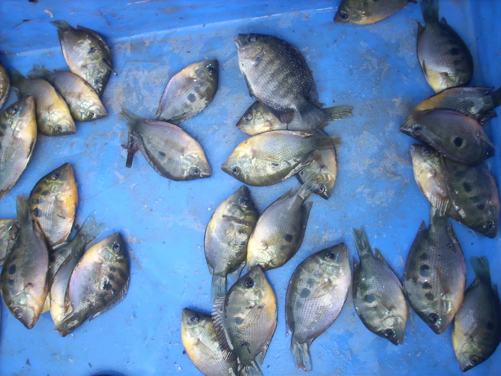 Etroplus maculatus (cromide naranja) con sus manchas oscuras laterales