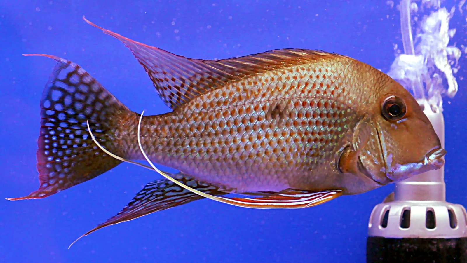 Ejemplar adulto de Geophagus surinamensis sobre fondo de arena
