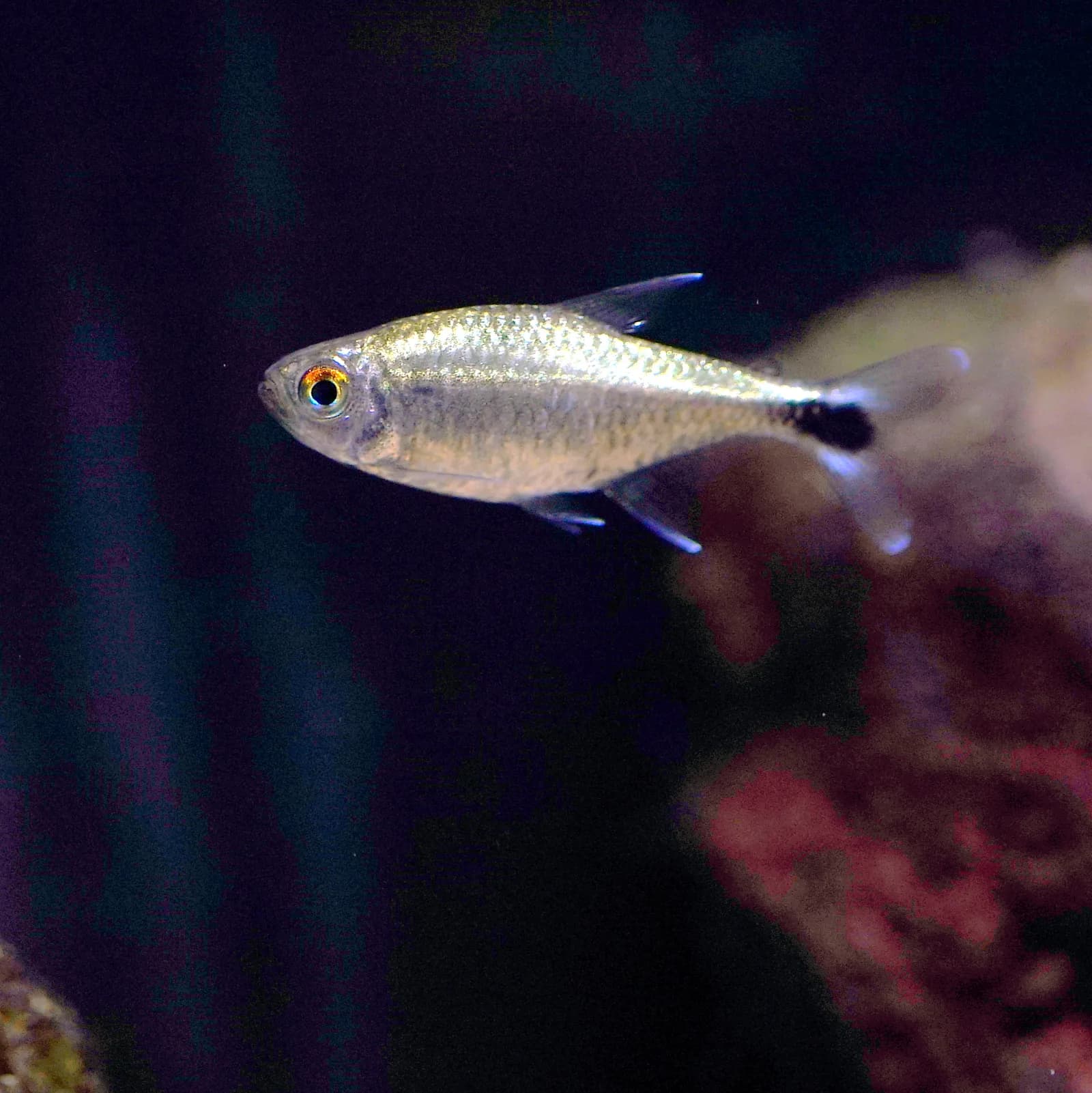 Ejemplar de Hemigrammus rodwayi, el tetra dorado