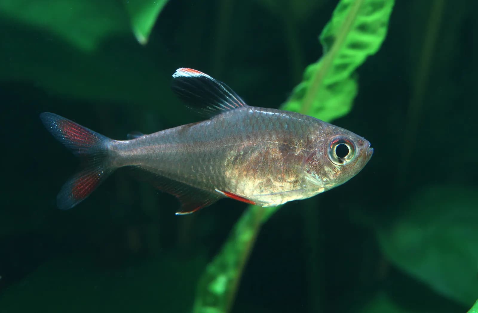 Ejemplar de Hyphessobrycon bentosi, el tetra ornato