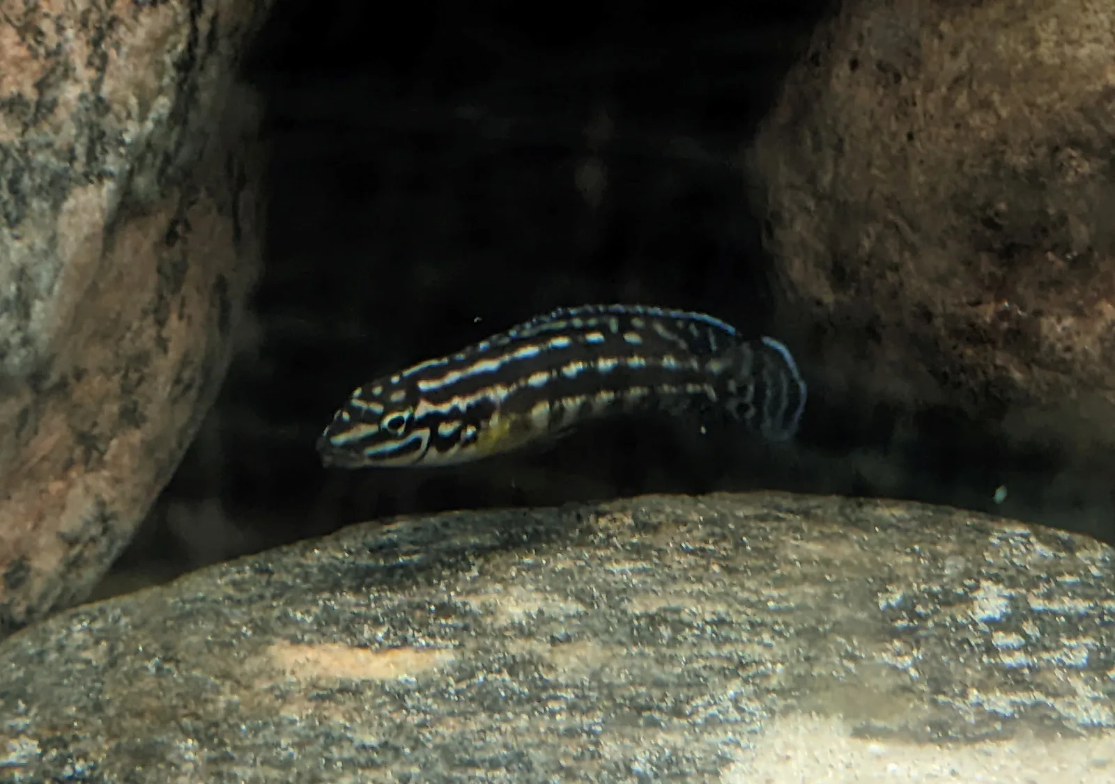 Julidochromis ornatus nadando junto a una roca