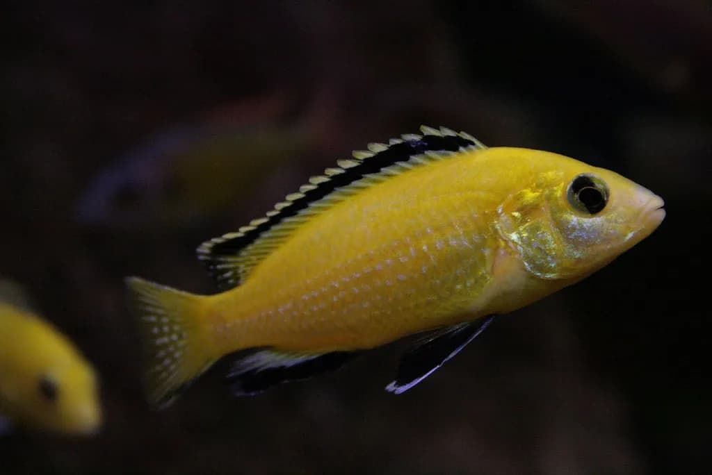 Macho de Labidochromis caeruleus, el labidochromis amarillo del lago Malaui