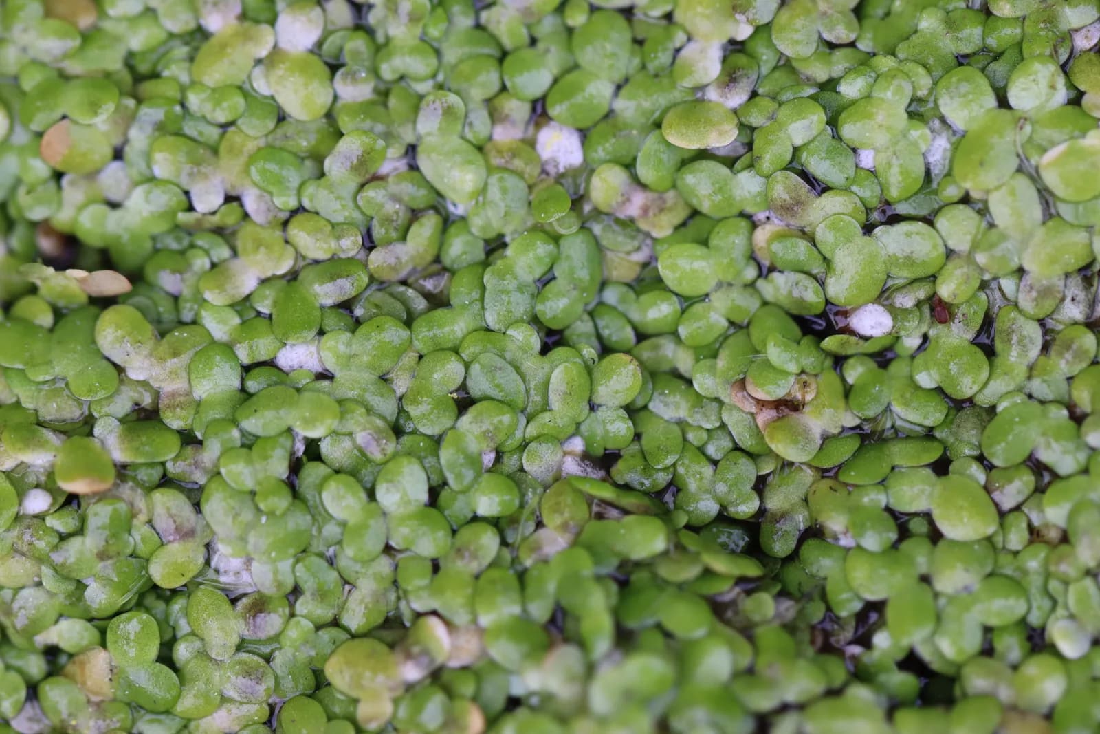 Frondas de lenteja de agua (Lemna minor) cubriendo la superficie de una charca
