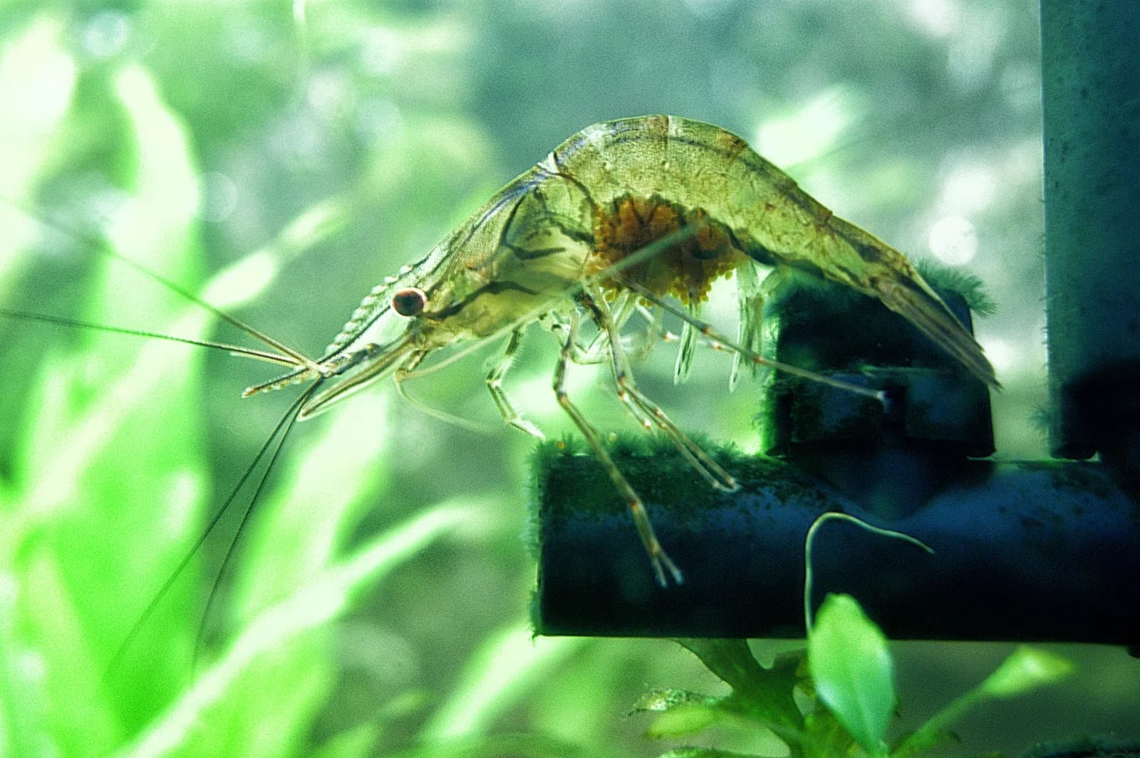 Macrobrachium lanchesteri en acuario, con las pinzas delanteras alargadas