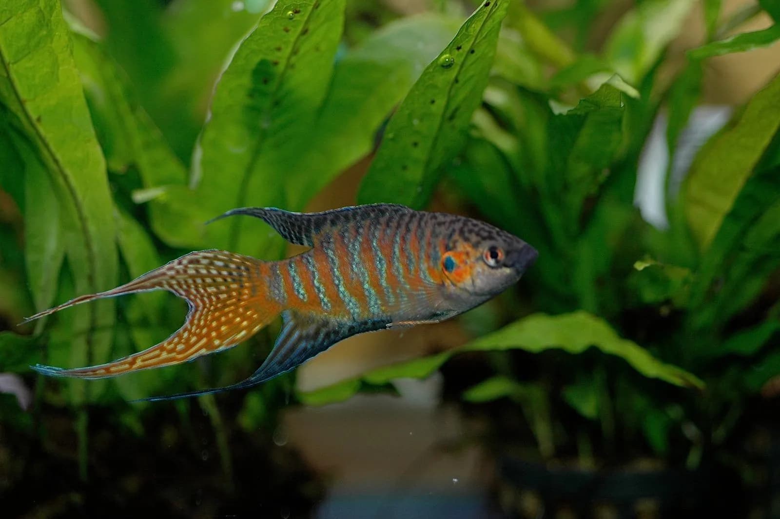 Ejemplar de Macropodus opercularis
