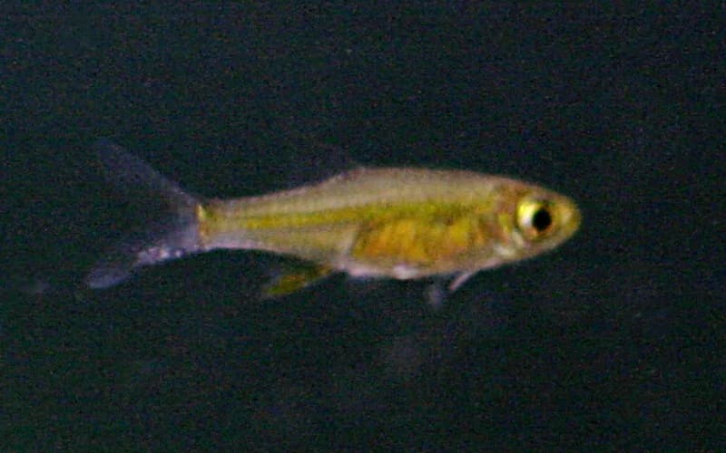 Microdevario kubotai, pequeño ciprínido de color verde neón