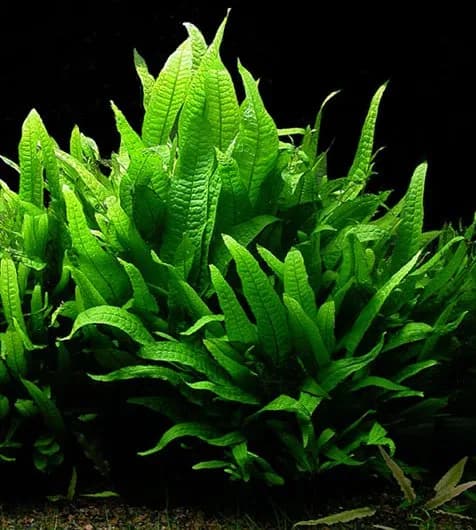 Helecho de Java (Microsorum pteropus) con las hojas lanceoladas verdes creciendo sobre un tronco sumergido