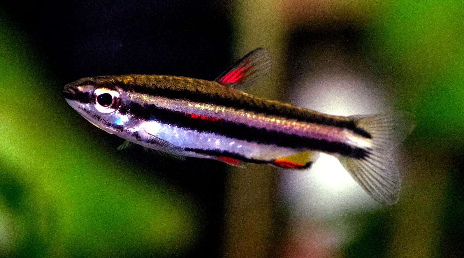 Macho adulto de Nannostomus marginatus en acuario