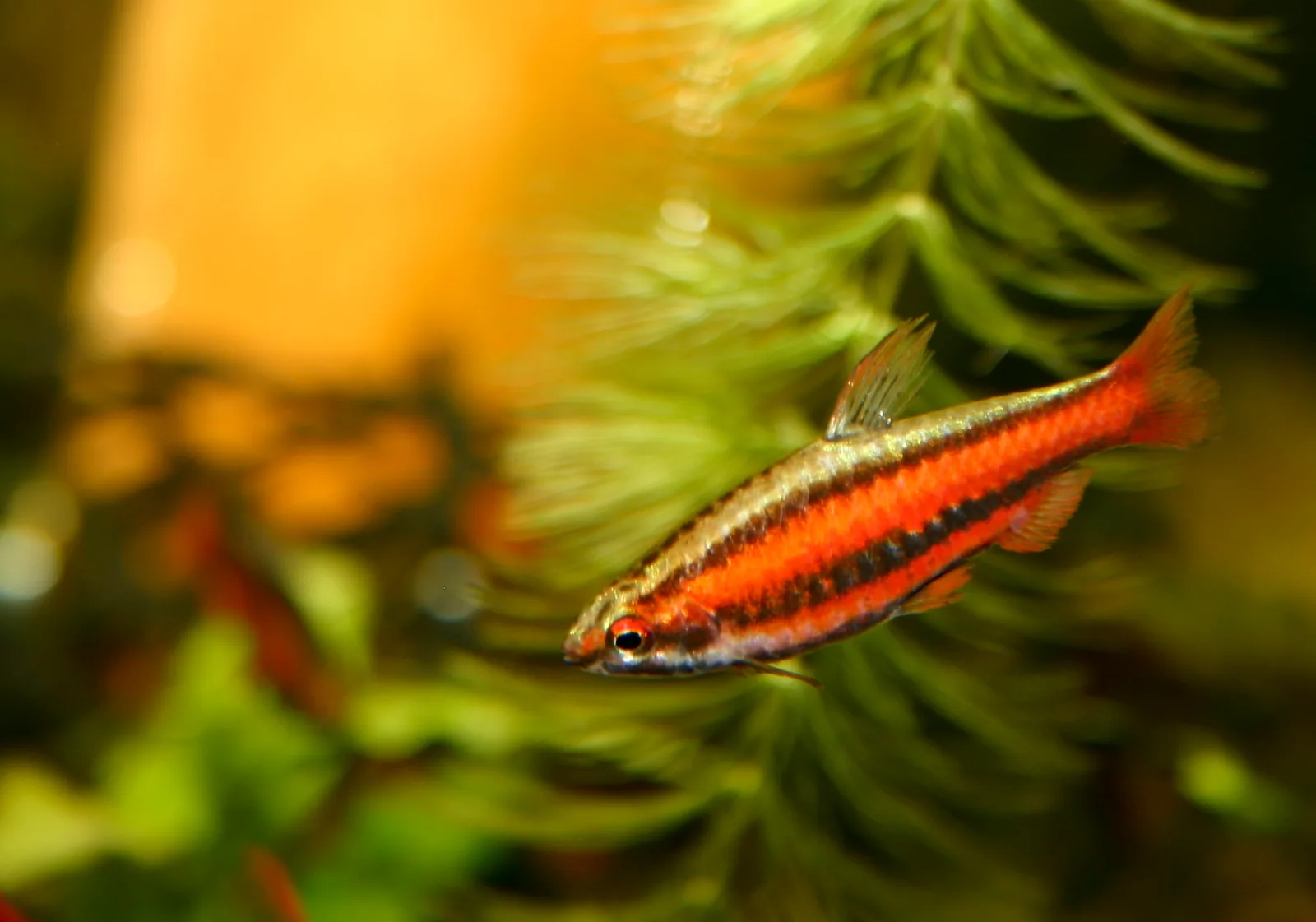 Pez lápiz rojo coral (Nannostomus mortenthaleri)