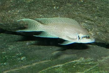 Neolamprologus brichardi mostrando los filamentos alargados de la aleta caudal