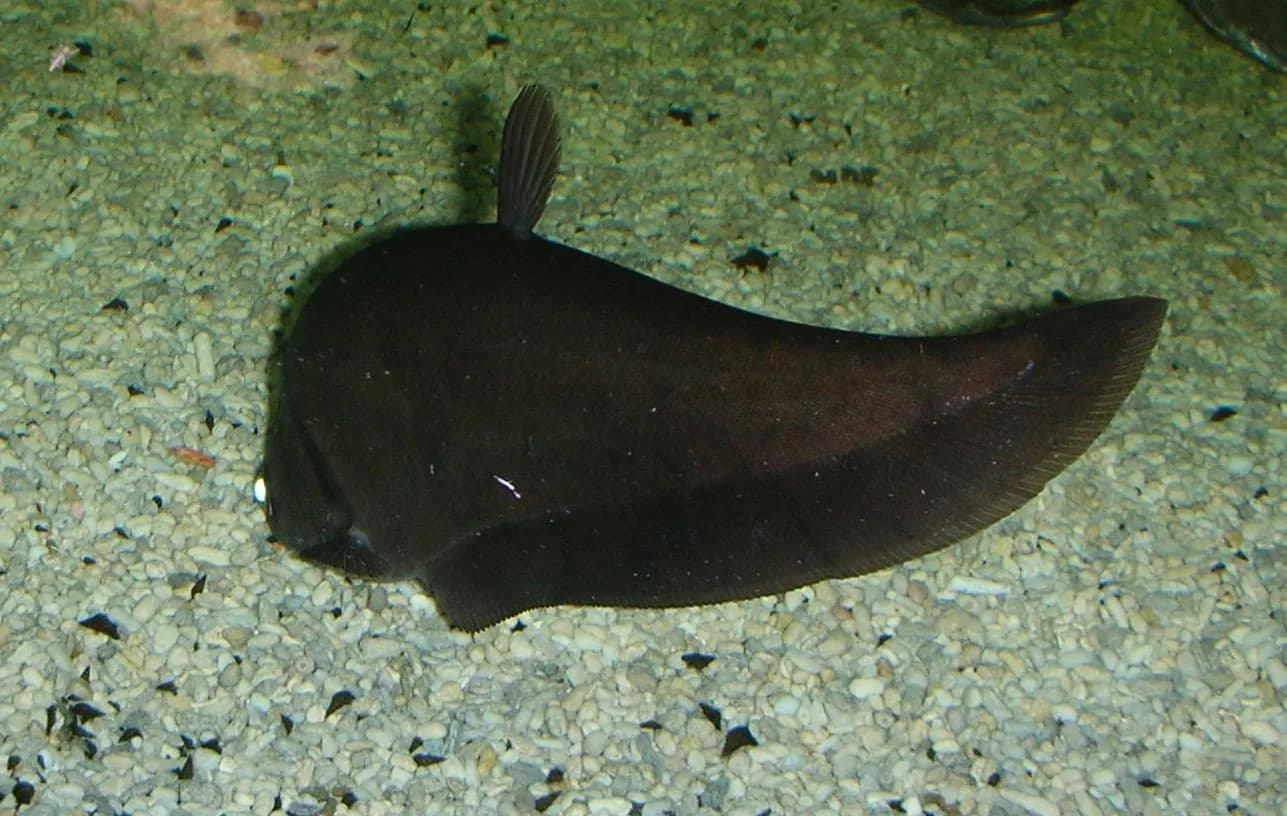 Notopterus notopterus, pez cuchillo bronce, en un acuario