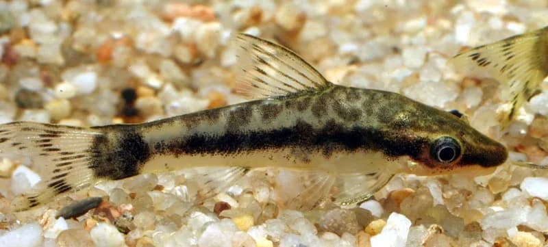 Otocinclus macrospilus con la mancha oscura del pedúnculo caudal