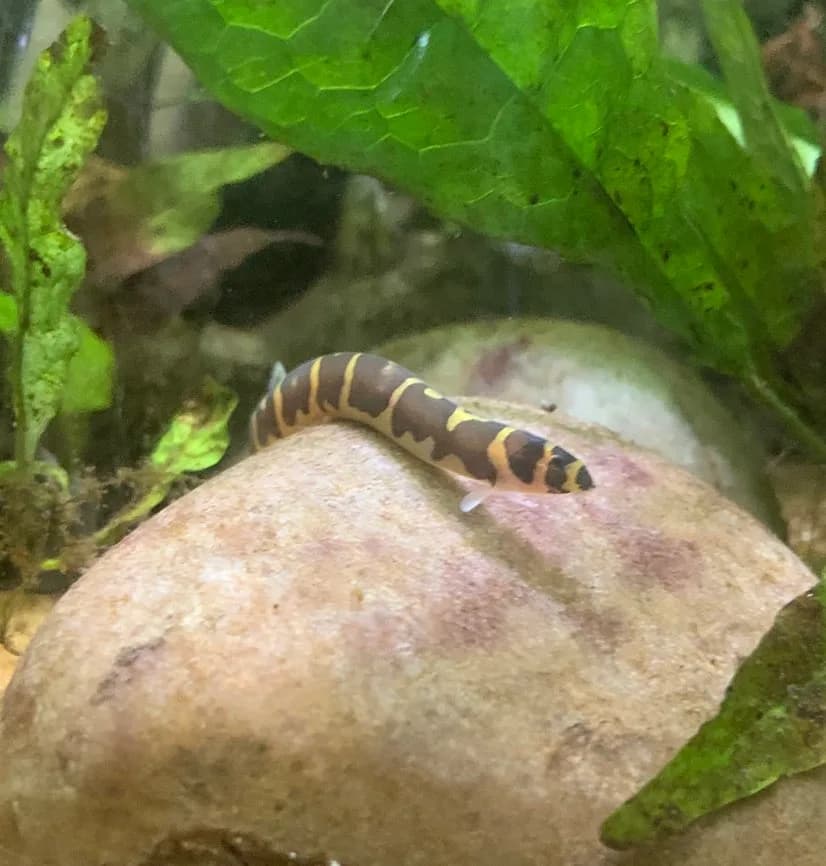 Pangio semicincta en un acuario domestico