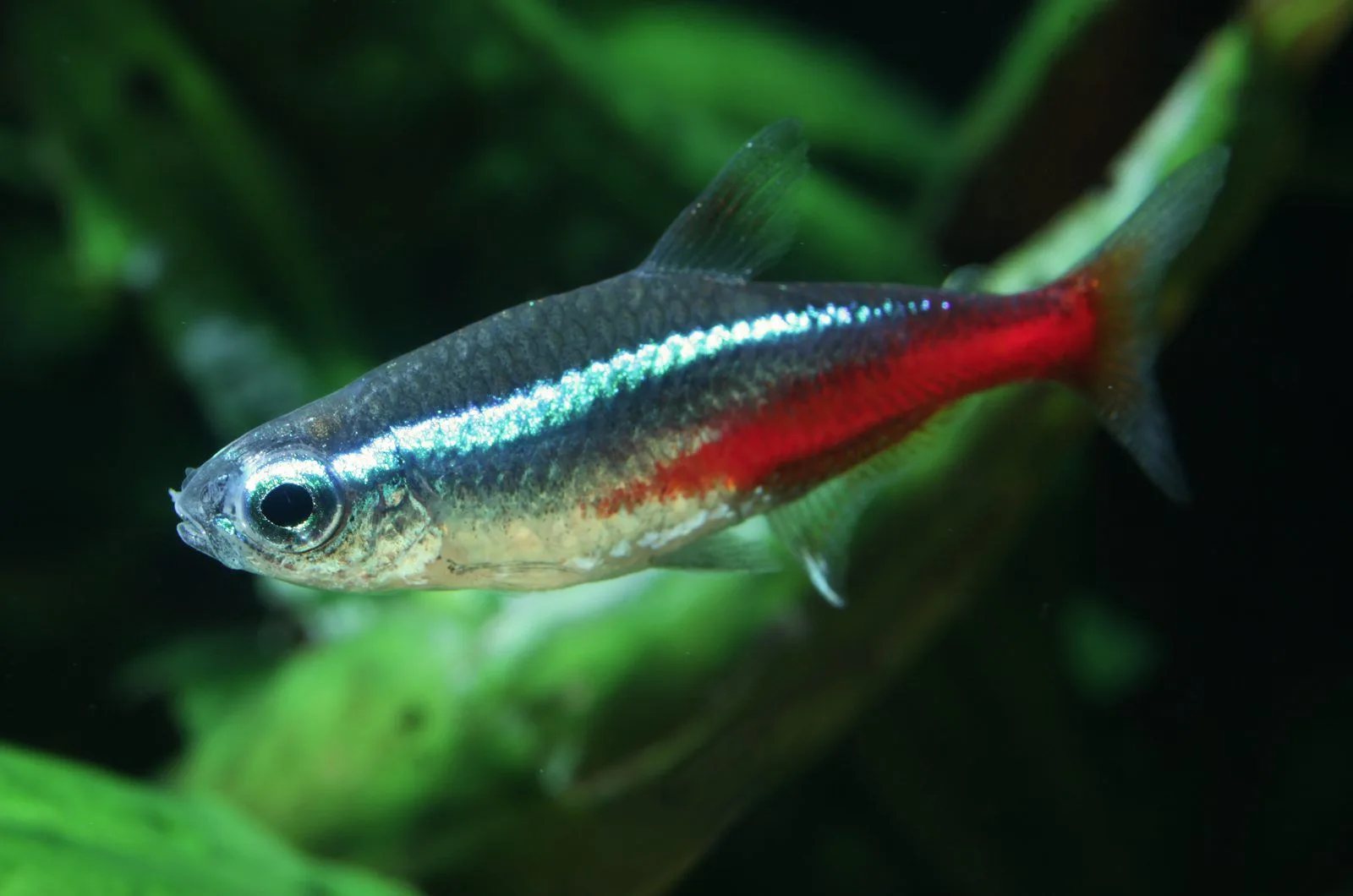 Banco de peces neón (Paracheirodon innesi), uno de los peces más reconocibles en acuariofilia
