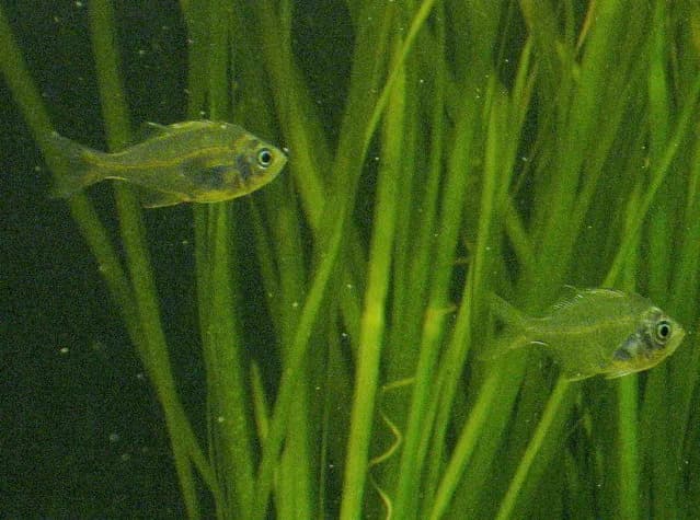 Pez de cristal de la India (Parambassis ranga) en acuario, con el cuerpo transparente