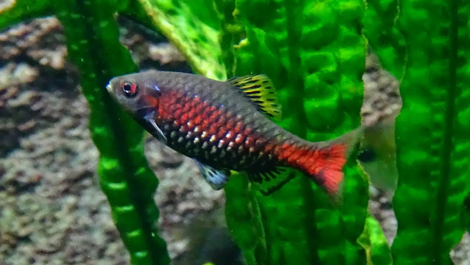 Macho de barbo de Odessa (Pethia padamya)