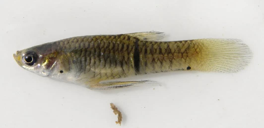 Macho salvaje de Phalloceros caudimaculatus con la mancha caudal característica