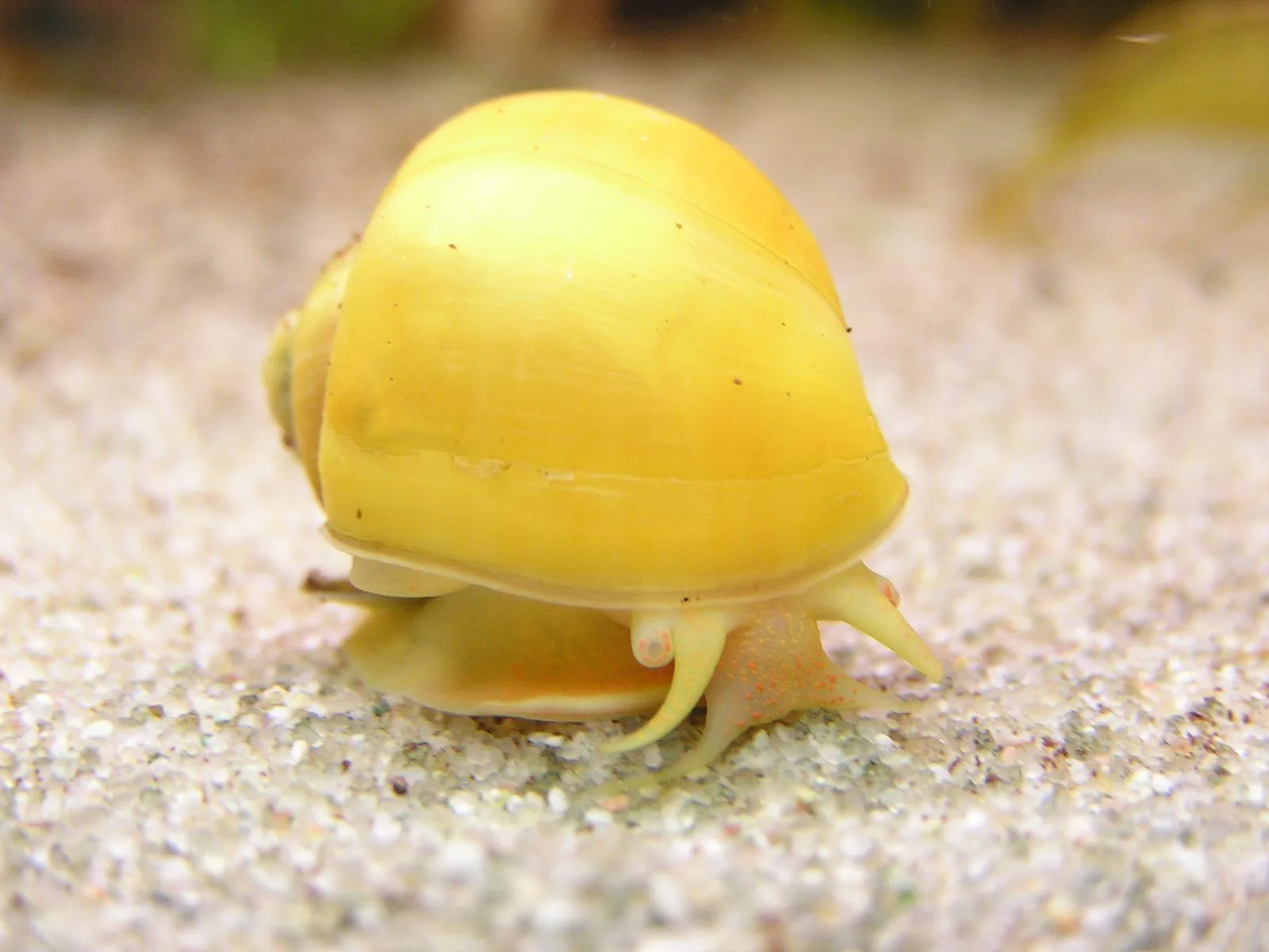 Ejemplar de Pomacea bridgesii