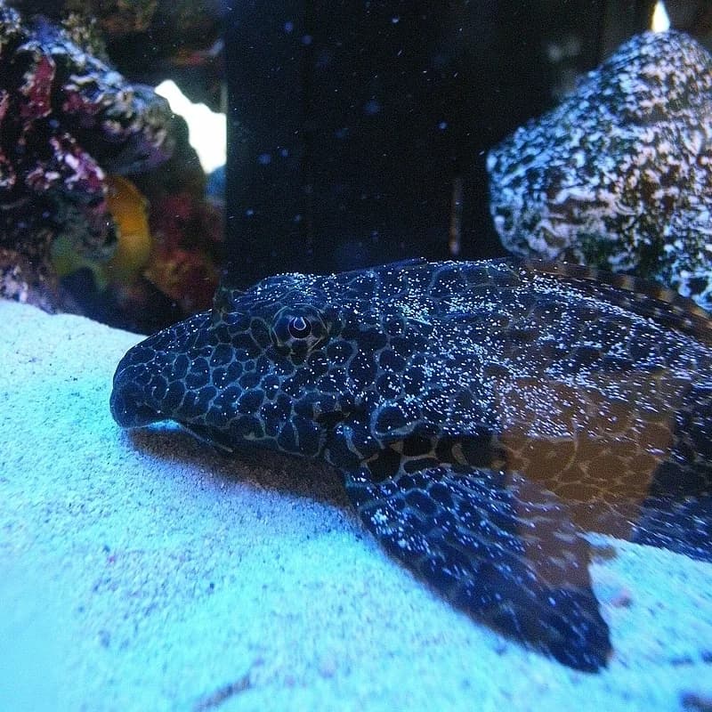 Ejemplar adulto de Pterygoplichthys gibbiceps mostrando su aleta dorsal en vela