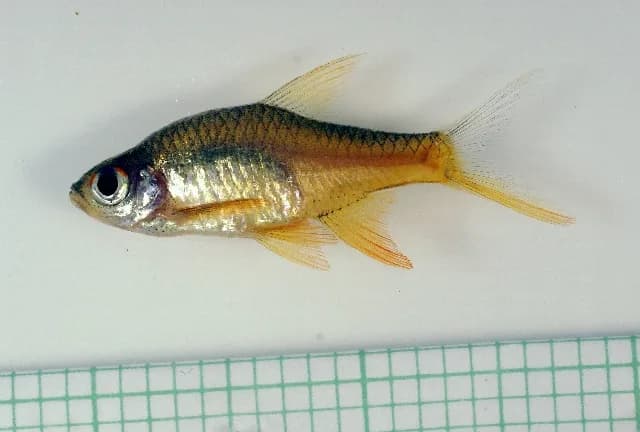 Ejemplar de Rasboroides vaterifloris, rasbora de fuego de Sri Lanka