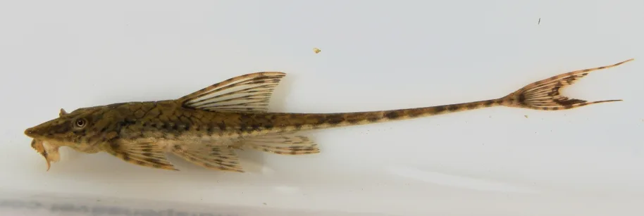 Ejemplar de Rineloricaria parva capturado en el río Uruguay