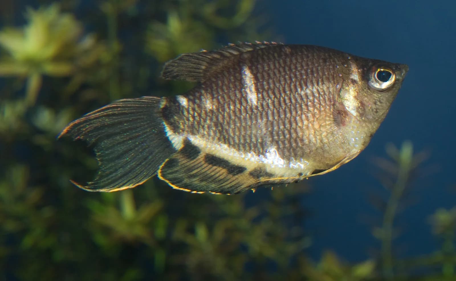 Gurami chocolate (Sphaerichthys osphromenoides) en acuario de aguas negras