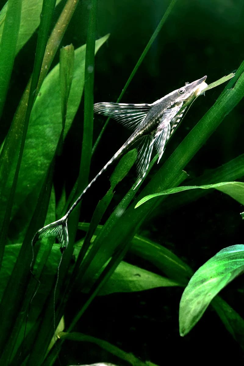 Ejemplar de Sturisomatichthys aureum adherido a un cristal