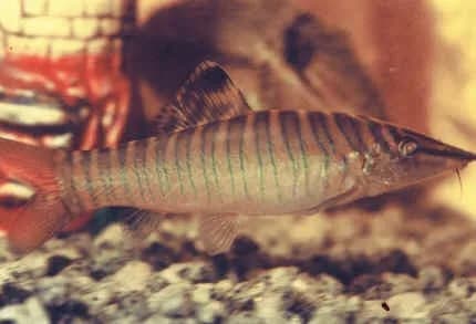 Ejemplar de Syncrossus hymenophysa, la botia tigre verde