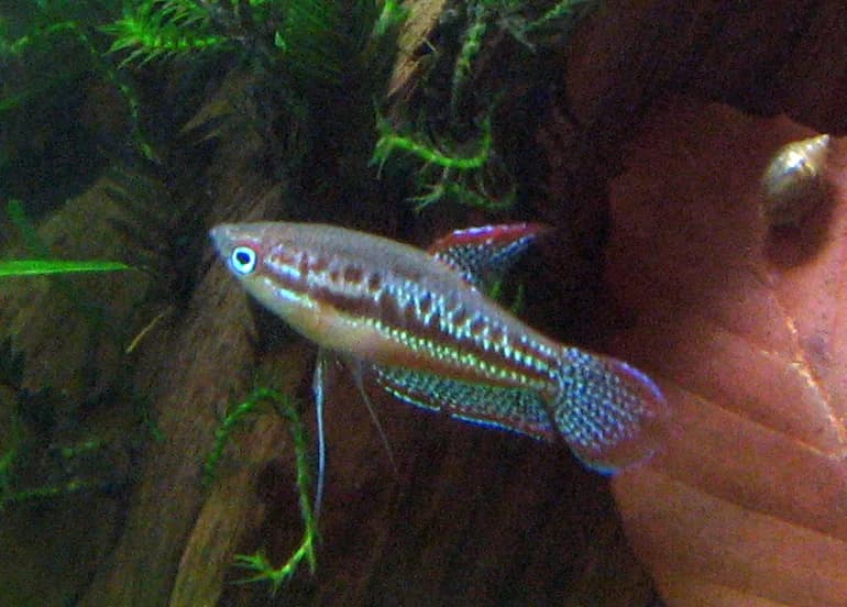 Ejemplar de Trichopsis pumila, gurami chispeante, entre plantas